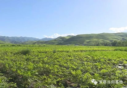 當歸種植基地